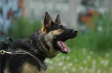 Захист від нападу собаки